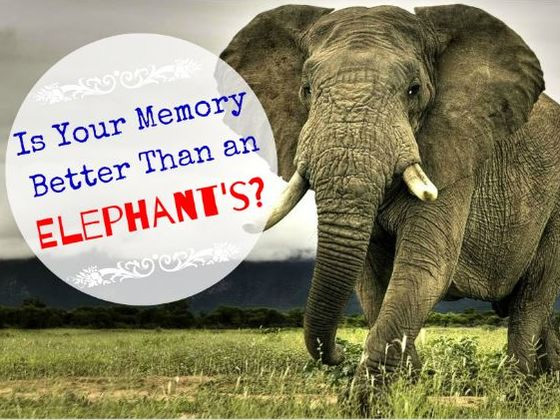 Is Your Memory Better Than An Elephant’s? – Quiz Gallery